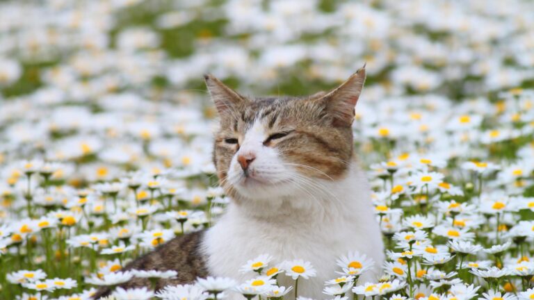 猫好き