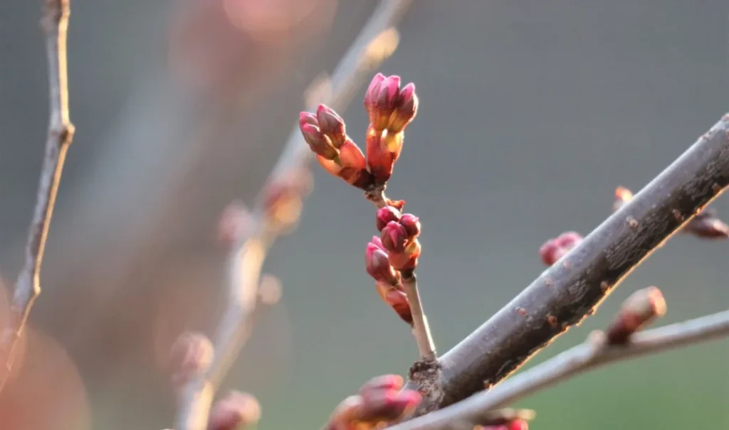 Spring has come? / 日野宮飛鳥