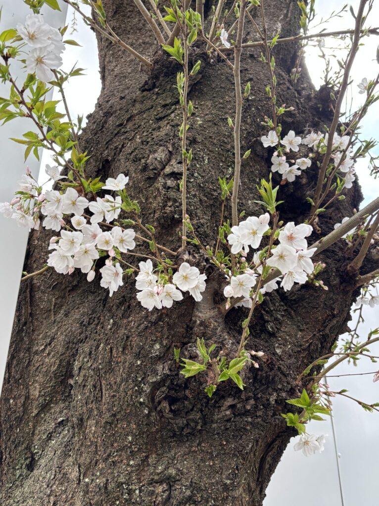 新年度🌸